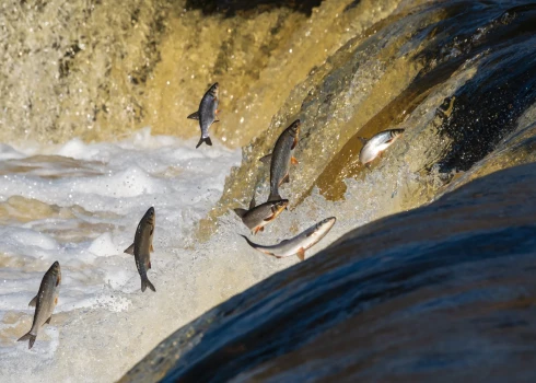 FOTO: Ventas rumbā lido zivis, Kuldīga aicina vērot šovu