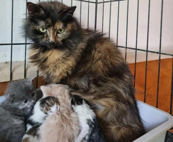 Patversmes “Lauvas sirds” kaķu mamma Zuze savā paspārnē laipni pieņēmusi trīs dienas vecos jaunpienācējus. Lielākie pusbrāļi nešķiet apvainojušies, ka pieniņš jādala ar citiem.