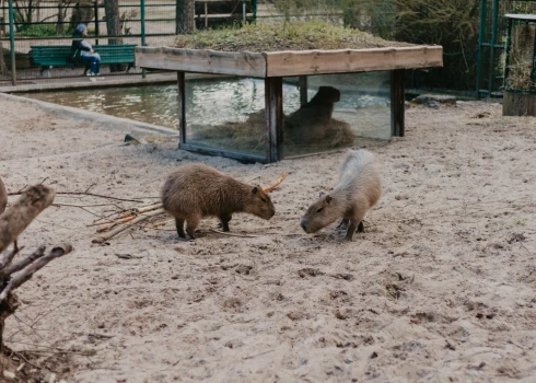 Rīgas Zoodārzā notikusi pavasara gaidītākā atgriešanās – no ziemas mītnes izsoļojušas kapibaras