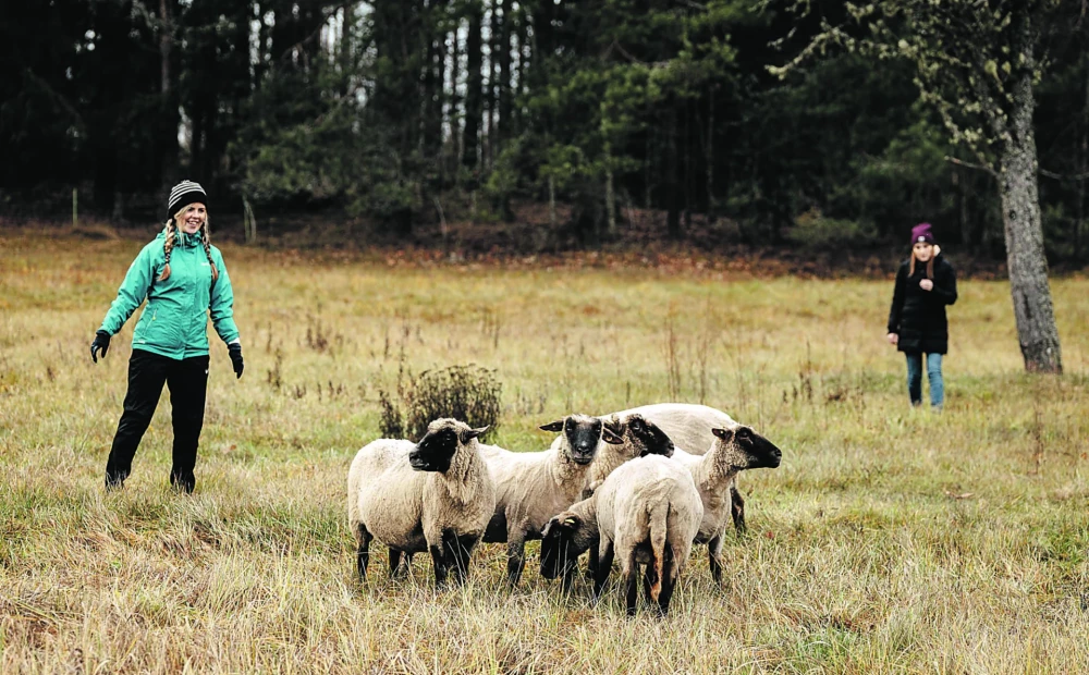 “Sheep Herding Team Building: Strengthening Team Spirit with a Flock”