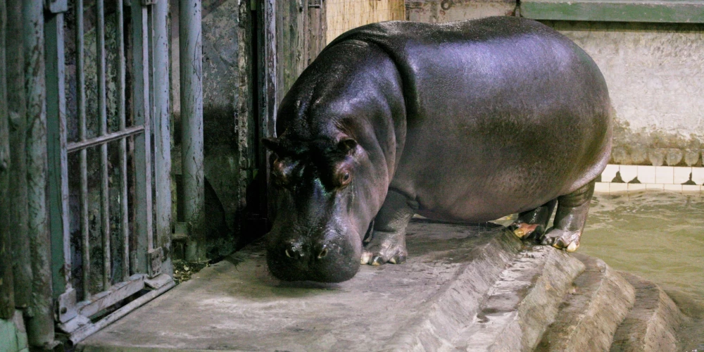 "Пустой, обшарпанный, заброшенный": латвийка поделилась впечатлениями от посещения Рижского зоопарка