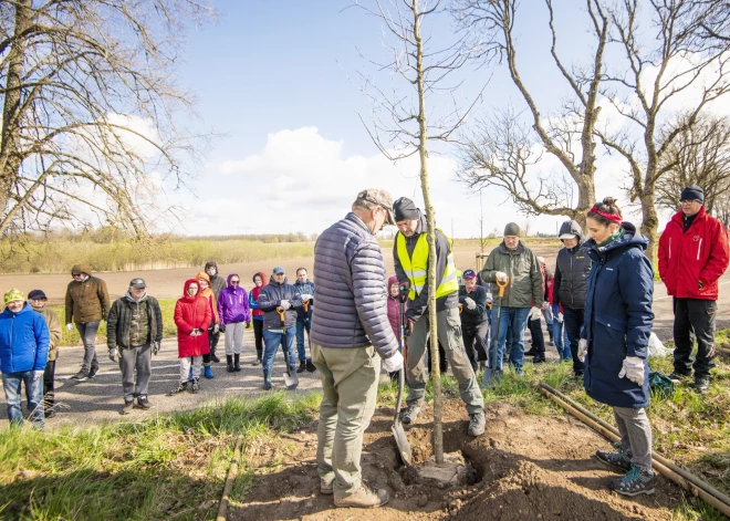 Latvijas Valsts ceļi kolektīvs rīkoja talku Lielauces ozolu alejā un iestādīja 27 parastā ozola dižstādus.