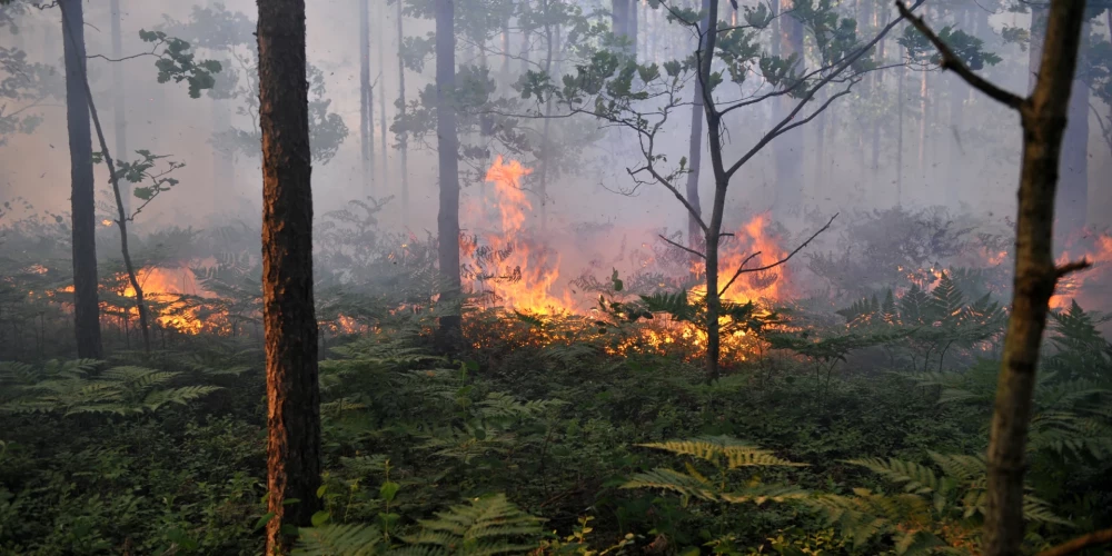В лесах запрещено разводить костры, бросать непотушенные спички и окурки.