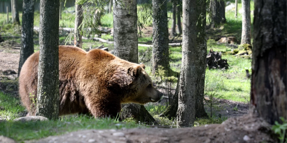 Ursus Arctos jeb brūnais lācis. 