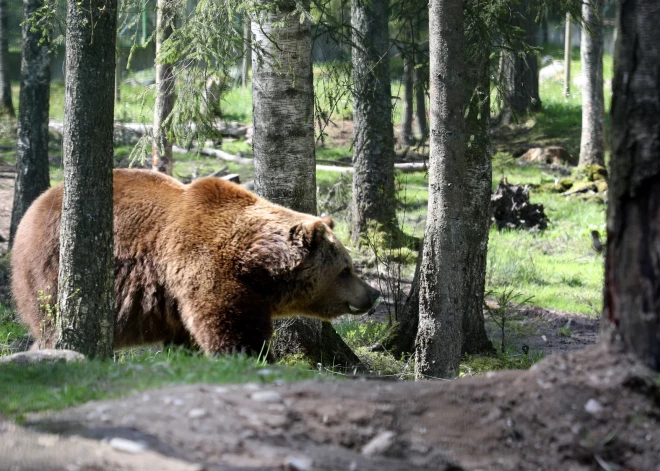 Kā noteikt lāča klātbūtni mežā? Dabas aizsardzības pārvalde izstrādā vadlīnijas ne tikai medniekiem un mežstrādniekiem