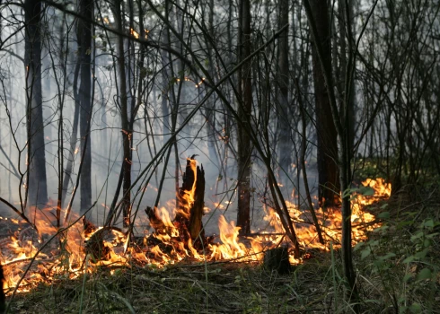 Šogad Latvijā dzēsti 86 meža ugunsgrēki