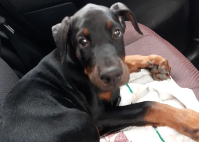 Jēkabpils pusē atklāj dzīvnieku audzētāju, kurš veic suņu ausu un astu apgriešanu