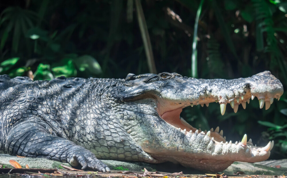 Austrālijā pazudušo makšķernieku atrod krokodila vēderā