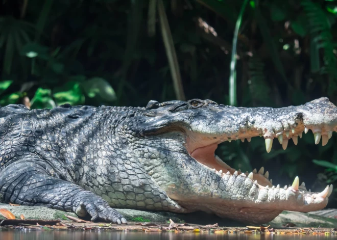 Austrālijā pazudušo makšķernieku atrod krokodila vēderā