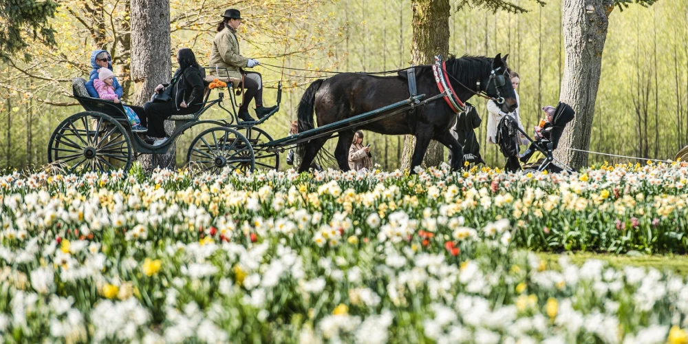 Šajā nedēļas nogalē Pakrojas muižā tiks atklāts Ziemeļeiropā lielākais pavasara ziedu festivāls