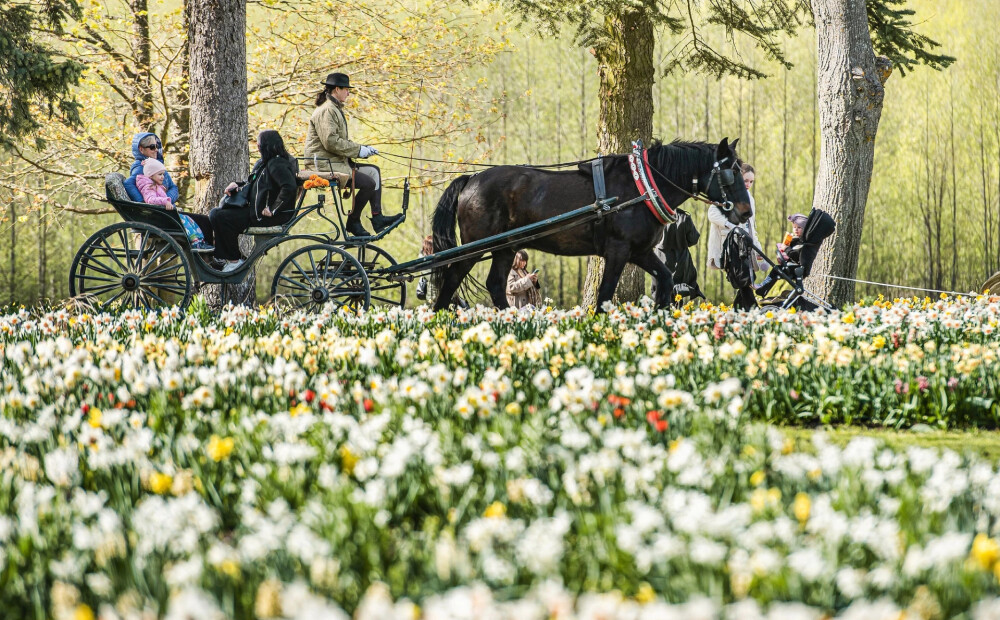 Šajā nedēļas nogalē Pakrojas muižā tiks atklāts lielākais Ziemeļeiropā pavasara ziedu festivāls