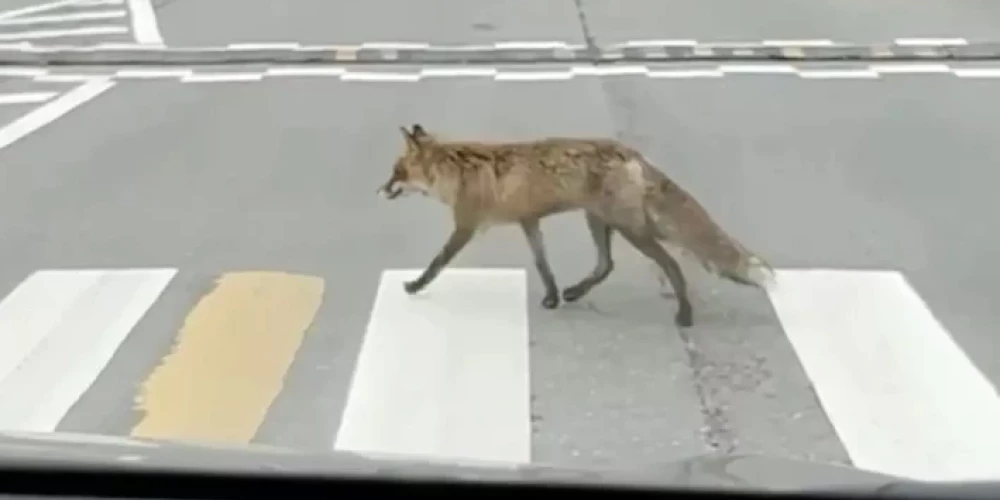 Lapsa šķērso ielu pa gājēju pāreju (ekrānuzņēmums)