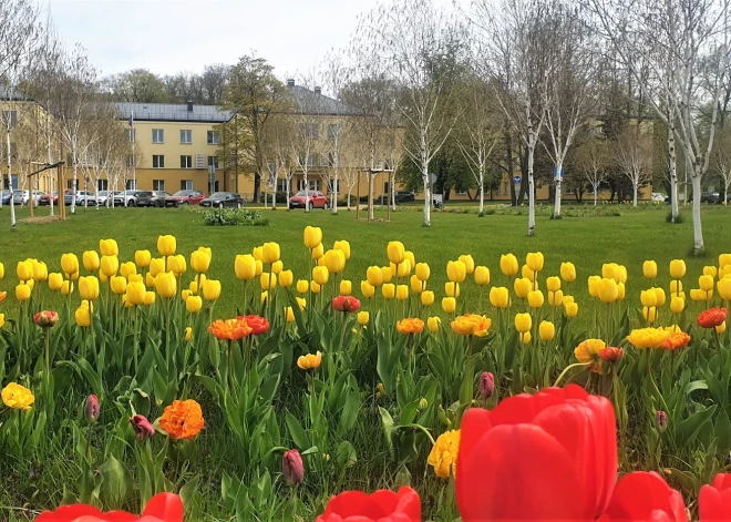 Tas brīdis ir klāt! RPNC aicina uz tulpju ziedēšanas svētkiem
