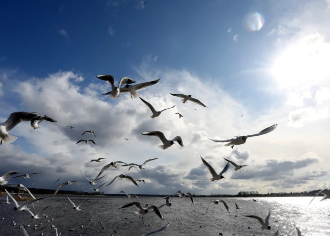 Daugavpilī mirušajiem savvaļas putniem konstatēta putnu gripa