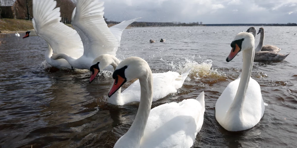 В Латвии обнаружили птиц, умерших от птичьего гриппа
