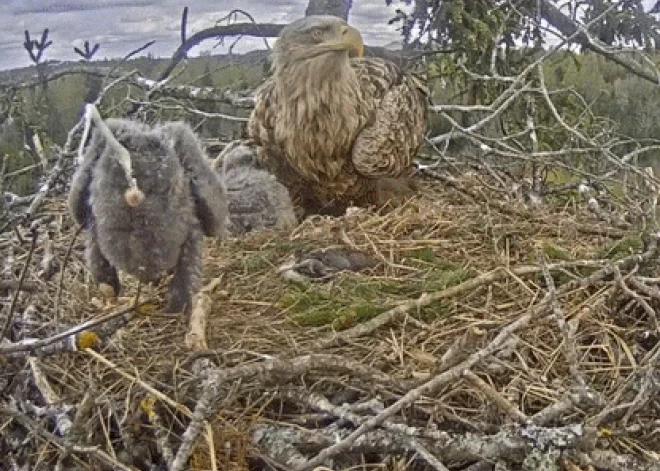 VIDEO: Durbes ērglēns nokārto dabiskās vajadzības tur, kur galīgi nevajadzētu, un norauj tiešraidi