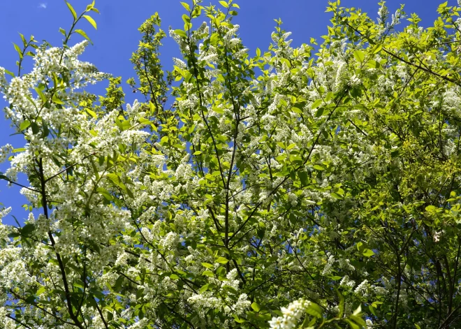 Šodien gaisa temperatūra paaugstināsies līdz +14 grādiem