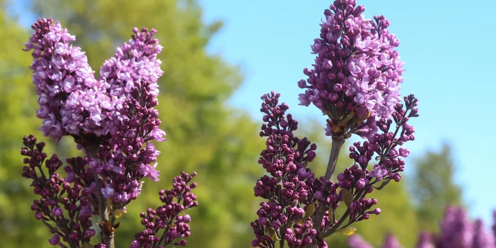 Baltijā lielākajā ceriņu dārzā Dobelē zied ceriņi.
