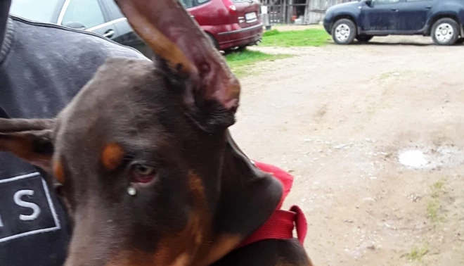 * Jēkabpils pusē Pārtikas un veterinārais dienests atradis kādu suņu audzētāju, kurš nelikumīgi kupējis (apgriezis) dobermaņa kucēnu ausis un astes.