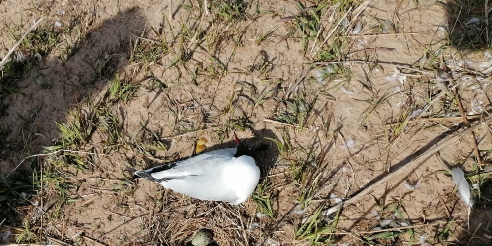 Krāslavā ornitologi uz salas Daugavā atrod 200 mirušus ķīrus; aizdomas par putnu gripu