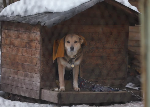 Veterinārārstu biedrība: dzīvnieku mocītājiem piemērotie sodi joprojām ir pārāk maigi