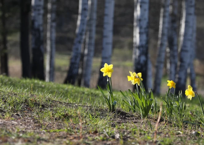 Pēcpusdienā gaisa temperatūra paaugstināsies līdz +19 grādiem