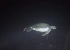 ВИДЕО: черепаха разозлилась из-за того, что на нее посветили фонариком