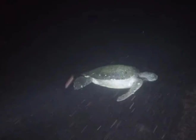 ВИДЕО: черепаха разозлилась из-за того, что на нее посветили фонариком