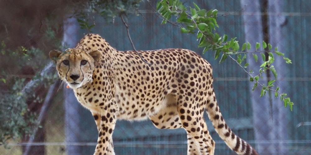 Indijā pēc pārošanās ar diviem tēviņiem bojā iet gepardu mātīte
