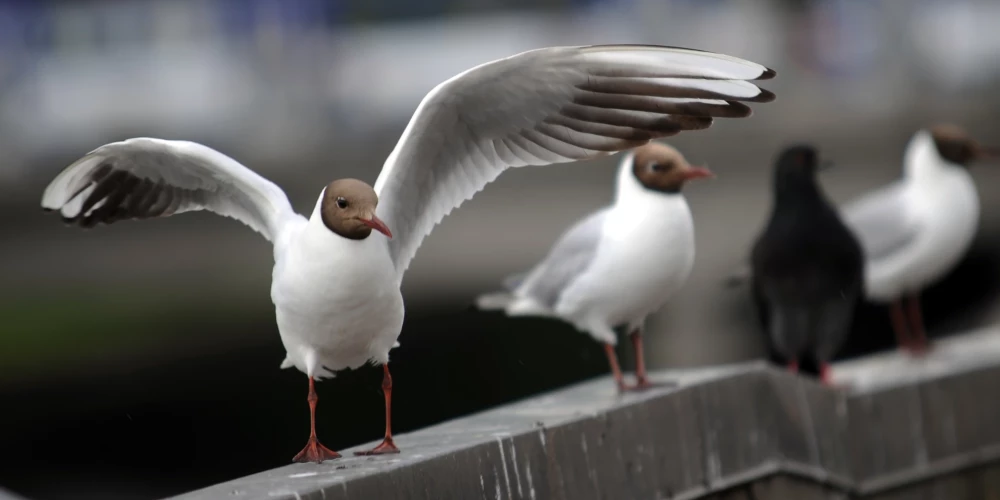 Arī Krāslavā mirušajiem savvaļas putniem apstiprināta augsti patogēnā putnu gripa 