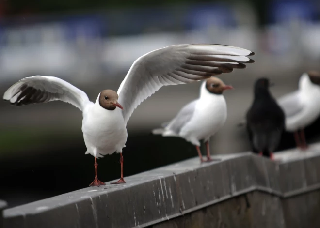 Arī Krāslavā mirušajiem savvaļas putniem apstiprināta augsti patogēnā putnu gripa