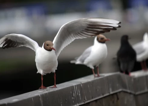   В Краславе у мертвых диких птиц обнаружен высокопатогенный птичий грипп