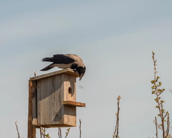 Vārna lūko, kā tikt pie laupījuma.