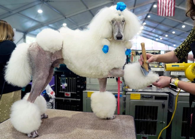 A Standard Poodle in the benching area during the Annual Westminster Kennel Club Dog Show judging of Hound, Toy, Non-Sporting and Herding breeds and Junior Showmanship at the Arthur Ashe Stadium in New York City on May 8, 2023. (Photo by TIMOTHY A. CLARY / AFP)