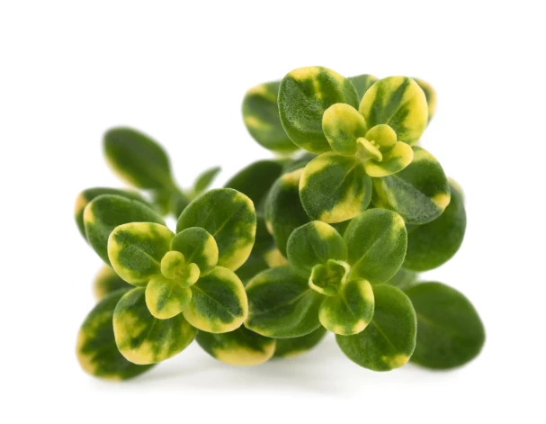 Citrontimiāns.