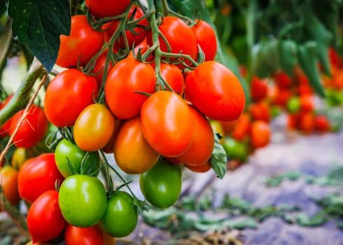 Kā izvairīties no 5 biežāk pieļautajām tomātu audzēšanas kļūdām, kuru rezultātā var nebūt augļu 