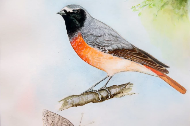 Daudzus gadus Mikola neņēma rokās ne otu, ne zīmuli, bet latviešu lielais atbalsts un Dabas muzeja attieksme atkal uz to rosināja. Attēlā – erickiņš, viens no skaistākajiem Latvijas putniem.