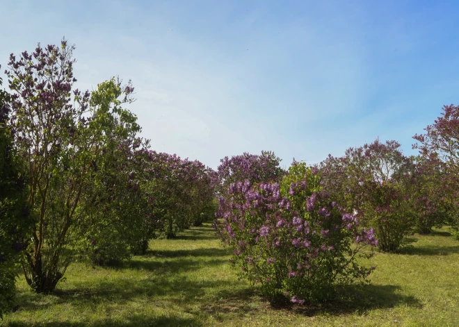 Svētdiena būs siltākā diena kopš augusta