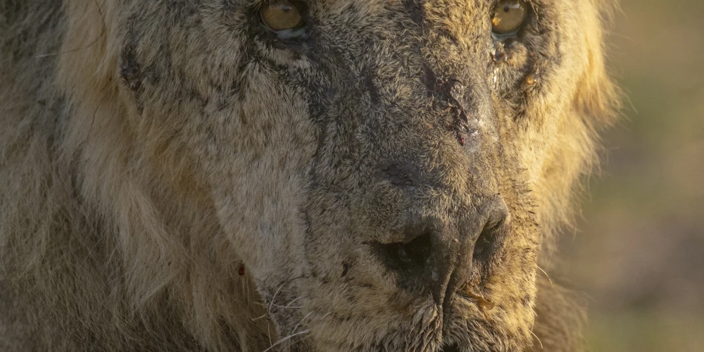 Kenijā nogalināts 19 gadus vecs lauvas tēviņš