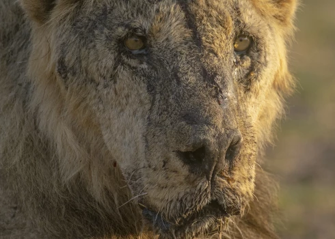 Kenijā nogalināts 19 gadus vecs lauvas tēviņš