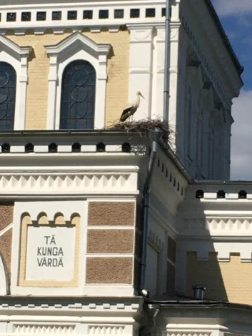 “Tā Kunga vārdā” no Stāmerienas pareizticīgo baznīcas jumta mācītājs nogrūda stārķu ligzdu.