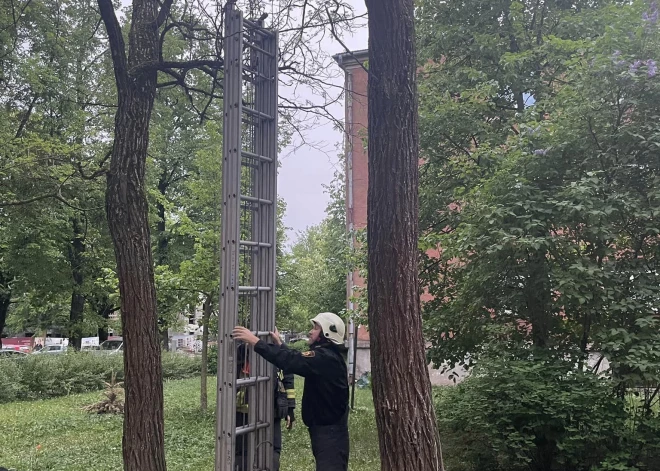 Stresa pilna un elpu aizraujoša kādai rīdzinieku ģimenei vakar izvērtās pastaiga ar mīļo kaķi Frediju. Mājdzīvnieks uzrāpās nu tik augstu kokā, ka to nocelt bez speciāla aprīkojuma bija neiespējami. Uzreiz jāsaka – stāsts beidzās ar kritienu, bet laimīgi.