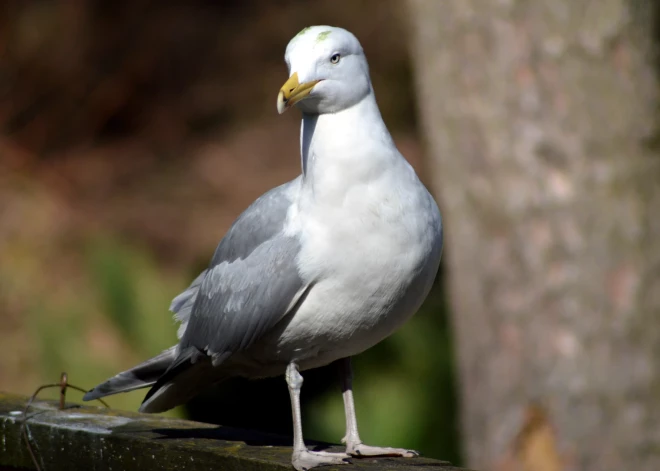 Putnu gripa konstatēta arī Lapmežciemā