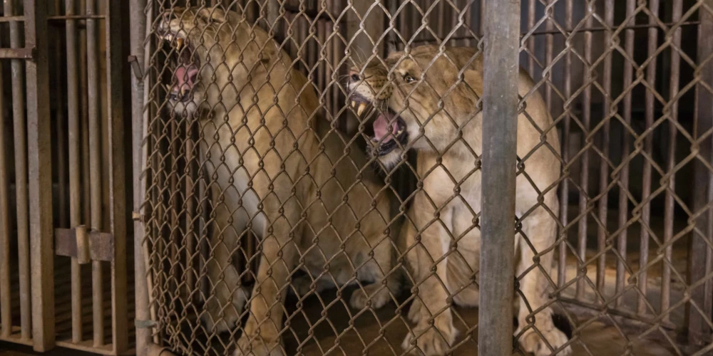 Slovākijā privātā zoodārza īpašnieku līdz nāvei saplosījusi lauva
