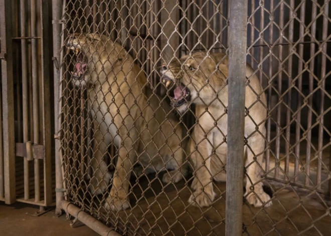 Slovākijā privātā zoodārza īpašnieku līdz nāvei saplosījusi lauva