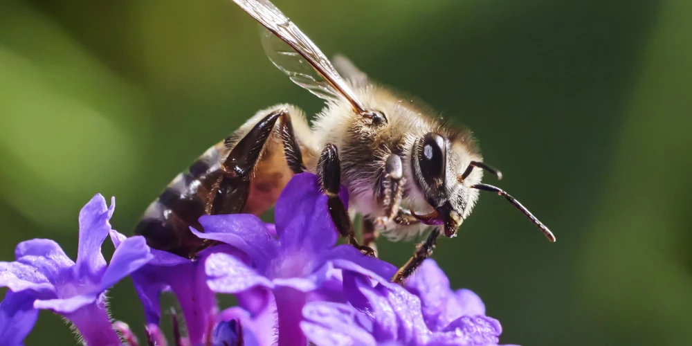 Kāpēc bites dārzā ir svarīgi! Skaidro entomologs 