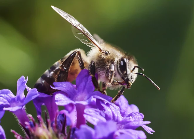 Kāpēc bites dārzā ir svarīgi! Skaidro entomologs