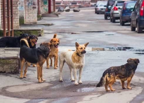 Deputāts Krievijā iesaka karā sūtīt bezpajumtes suņus