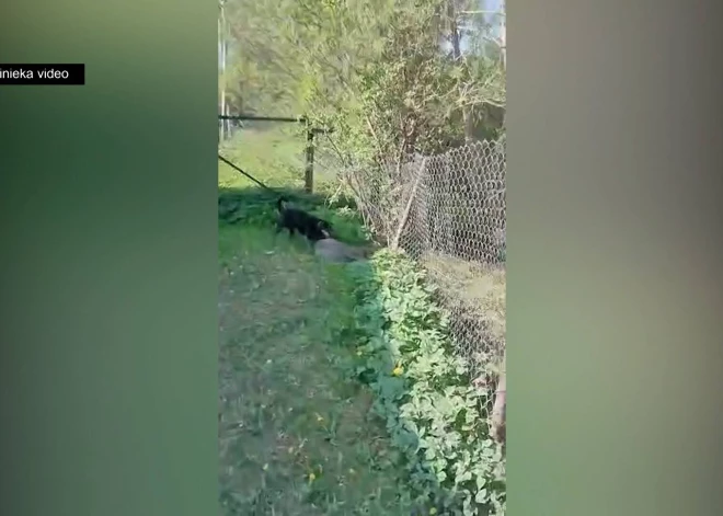 В Валдлаучи собака растерзала косулю