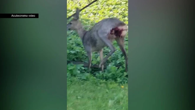 Косулю отвезли к ветеринарам, однако она не пережила нападения и погибла. (Фото: скриншот видео TV3)